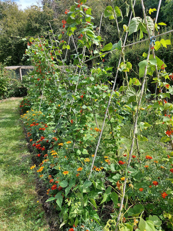 green beans_vegetable plotter kitchen garden