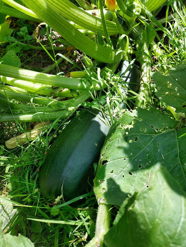 marrow_vegetable plotter kitchen garden