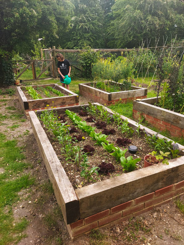 newly planted raised beds_vegetable plotter kitchen garden
