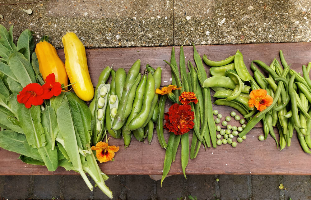 vegetable crop_vegetable plotter kitchen garden